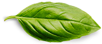 عن الجمعية basil leaf