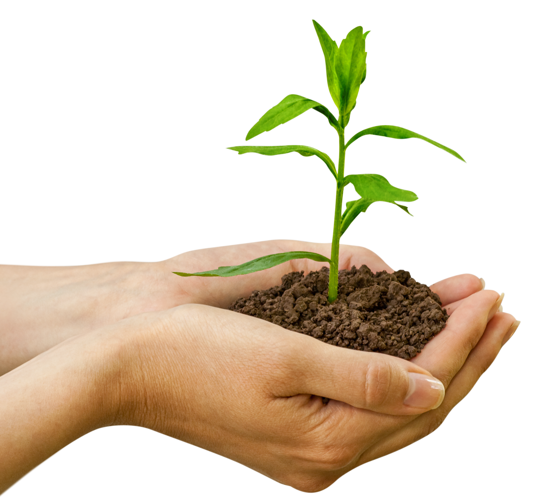 Home 40030574 plant4